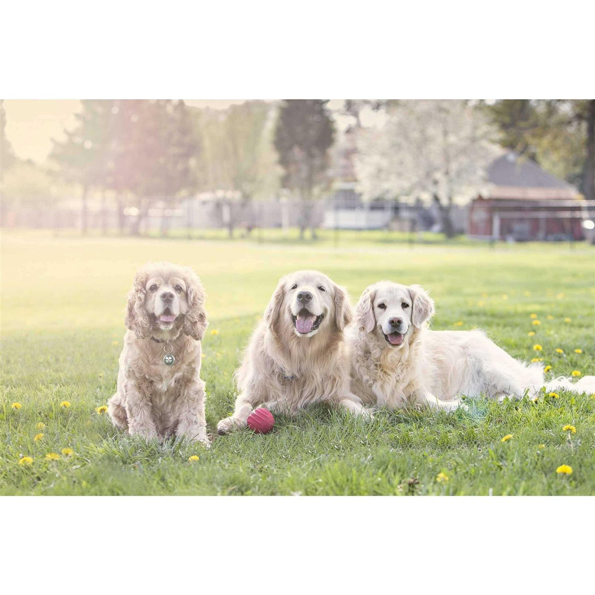 Pet Supplies X8943