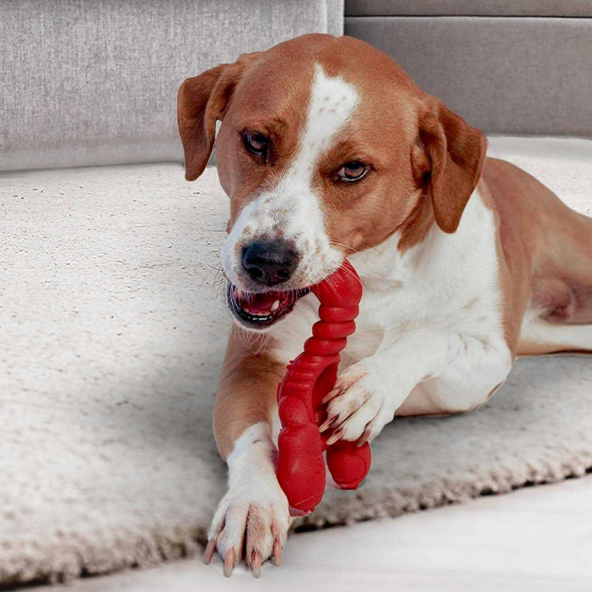 Lobster Dog Toy A693720