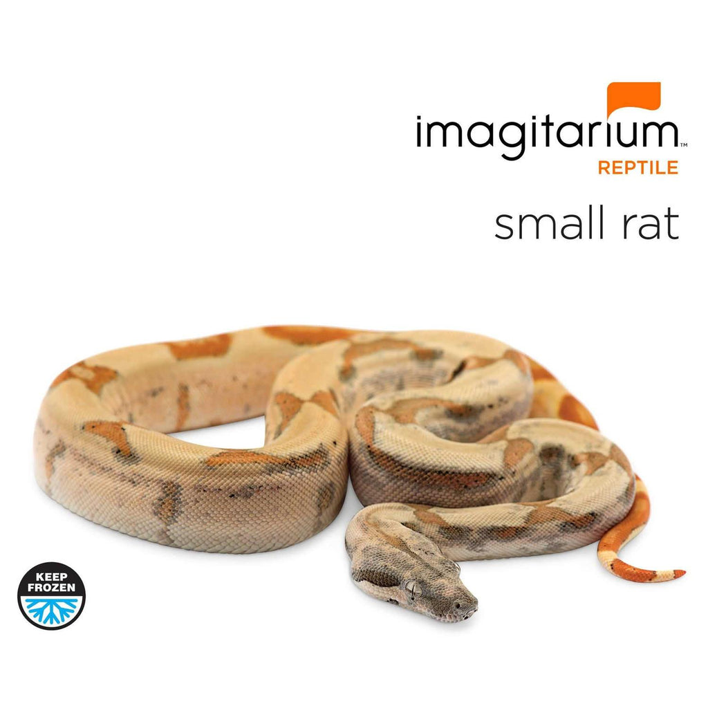 Small Pet Rat J5851