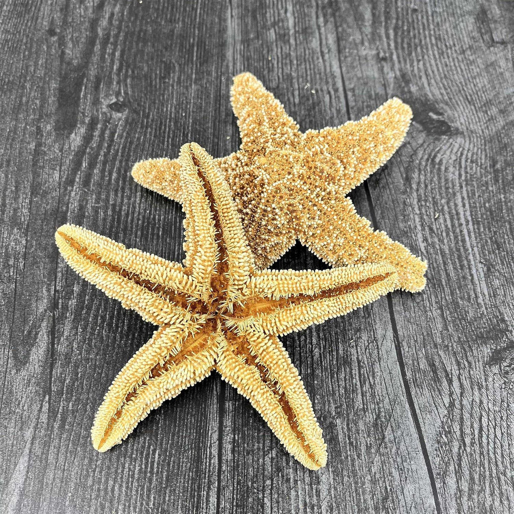 4 6 inch Starfish Decor D795943