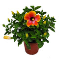 22" to 26" Hibiscus Bush Plant B109734