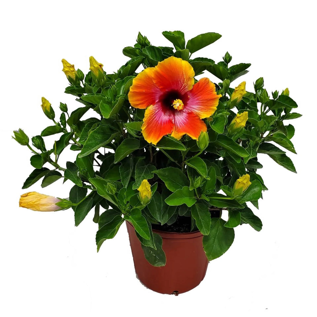 22" to 26" Hibiscus Bush Plant B109734