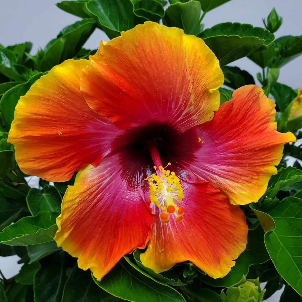 22" to 26" Hibiscus Bush Plant B109734