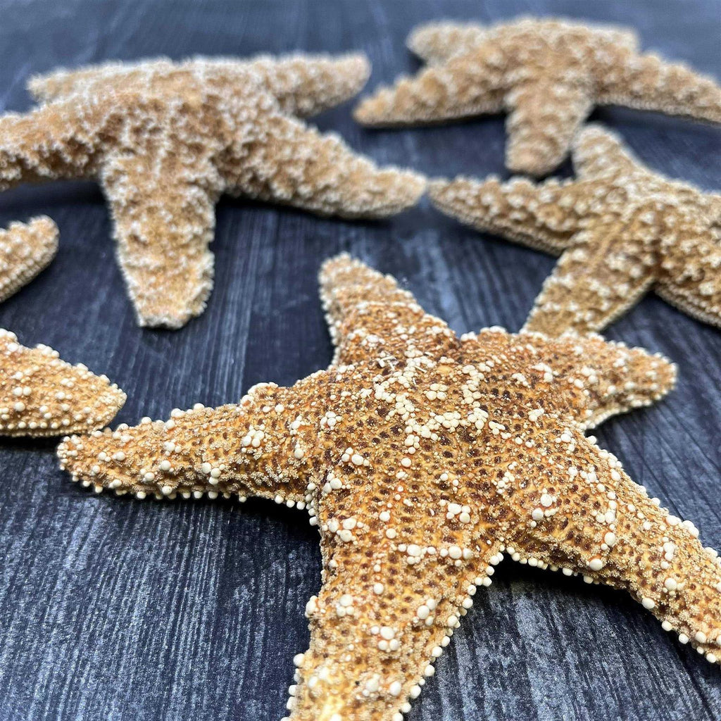 4 6 inch Starfish Decor D795943