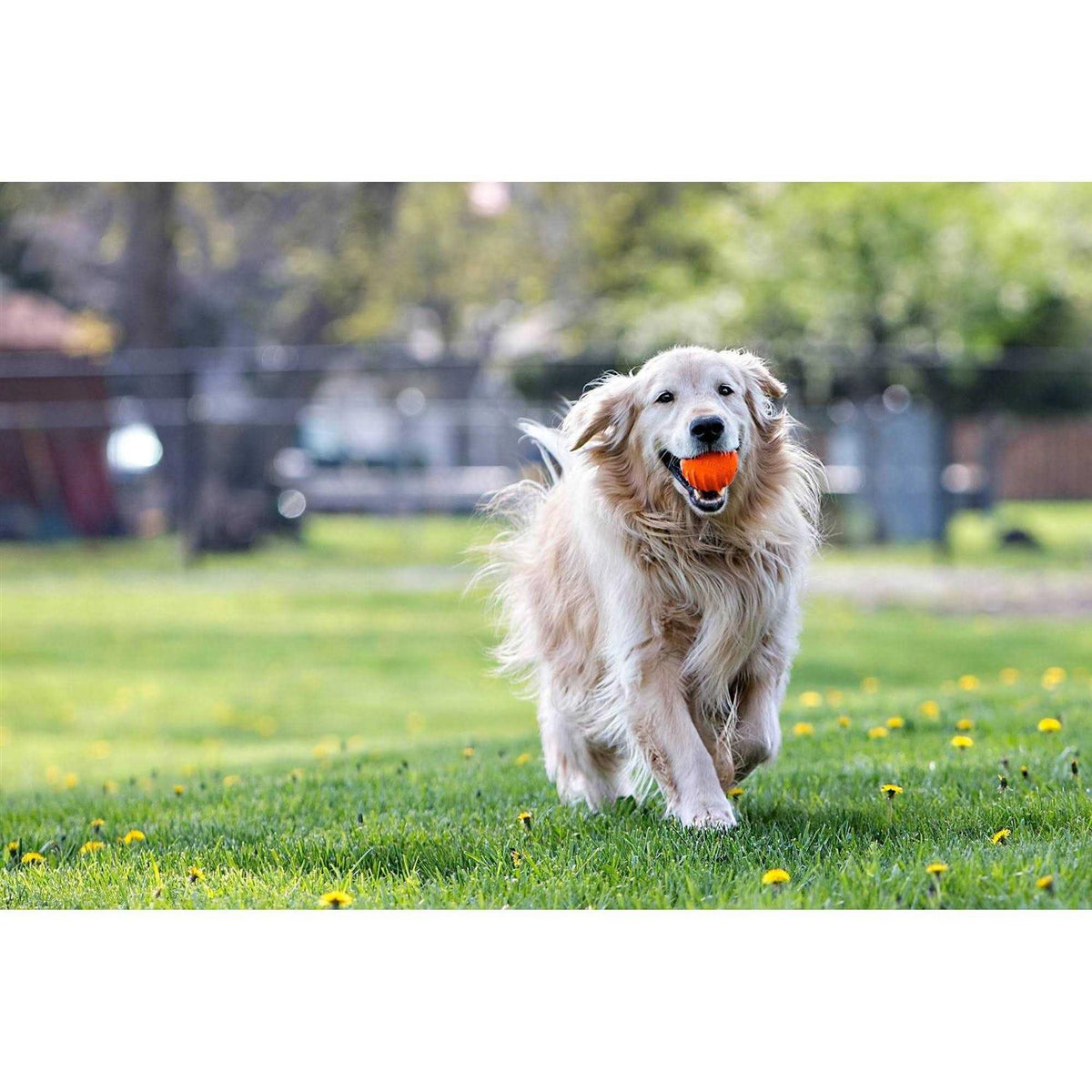 Pet Supplies X8943