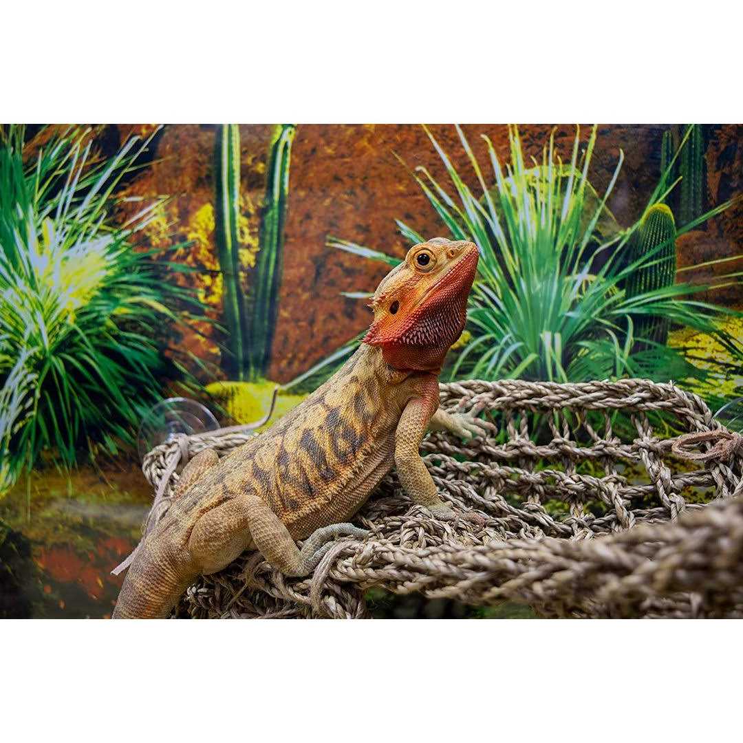 Lizard Lounger C354