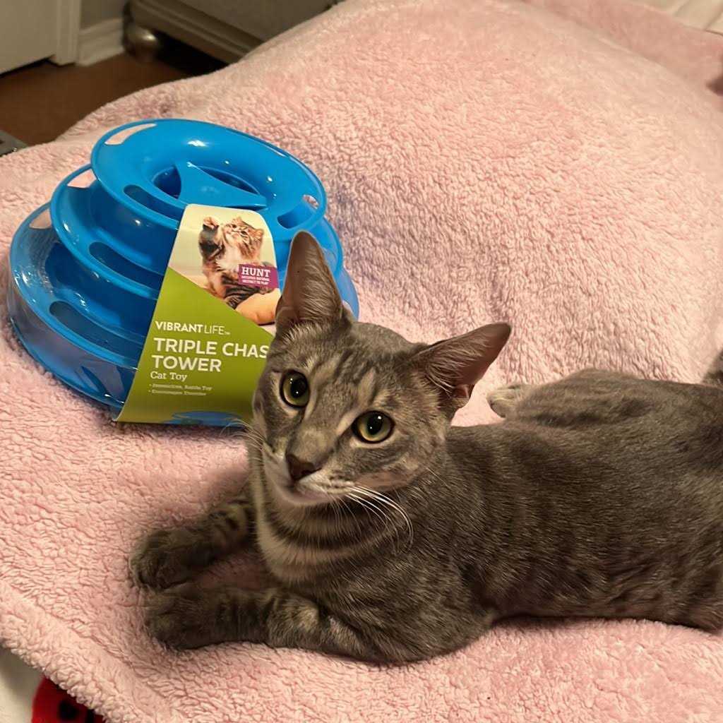 Interactive Cat Ball Toy X95167