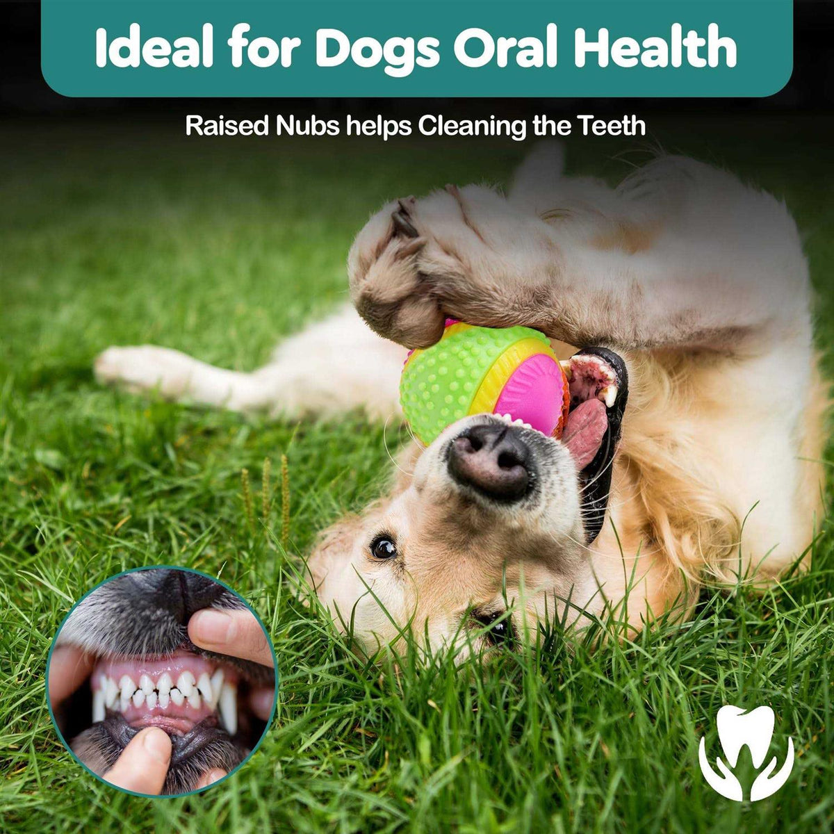 Sensory Ball Dog Toy U237