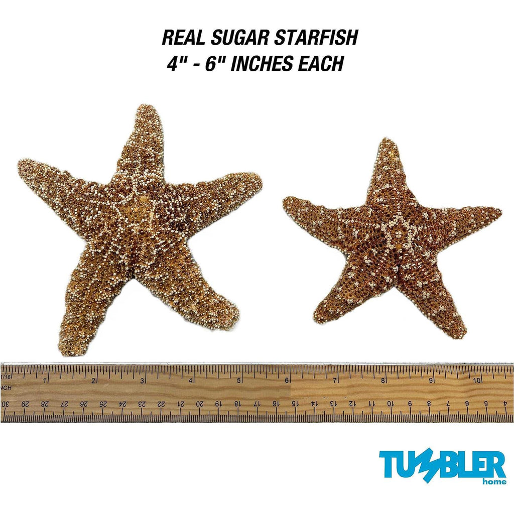 4 6 inch Starfish Decor D795943