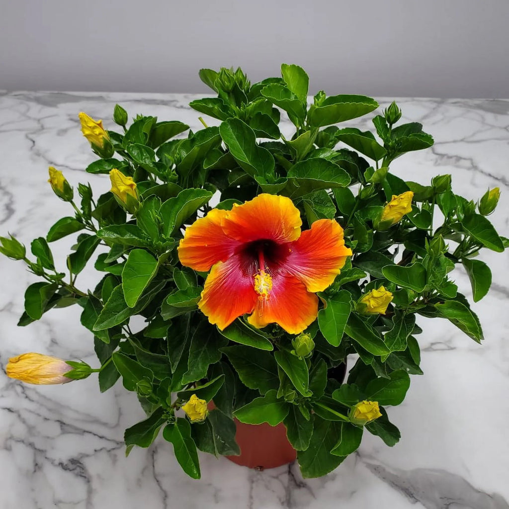 22" to 26" Hibiscus Bush Plant B109734