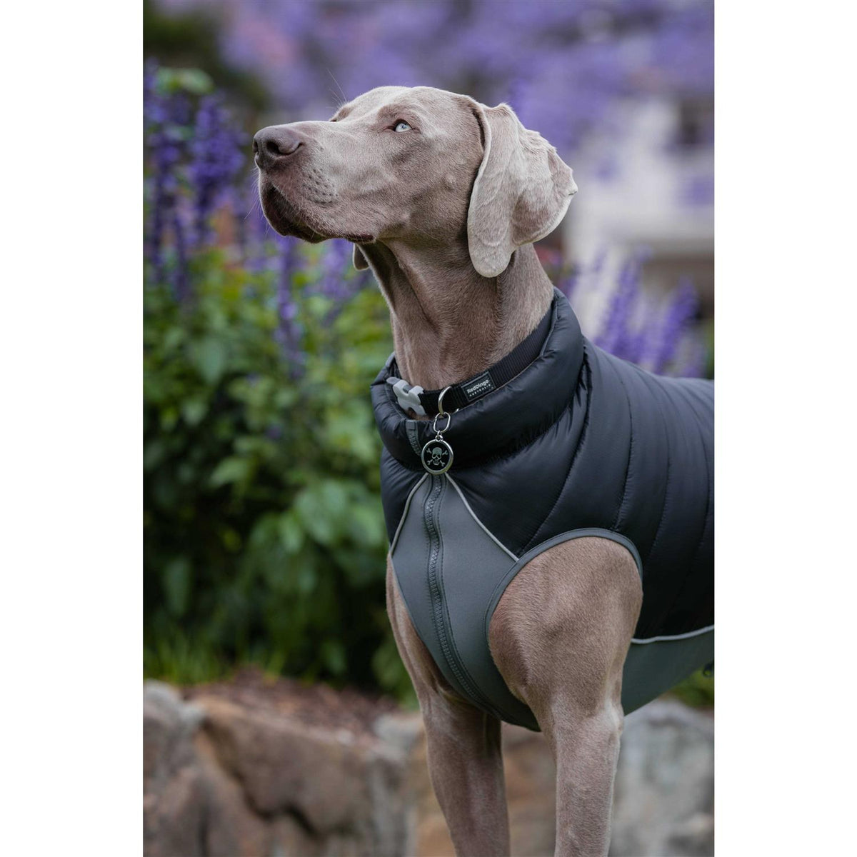 Enamel Pet ID Tag Q4390