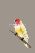 Birds Giclee Canvas O7053