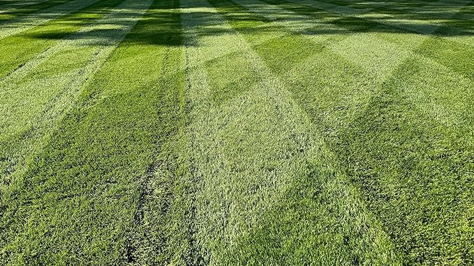 10 lbs Turf-Type Tall Fescue Grass Seed G61526