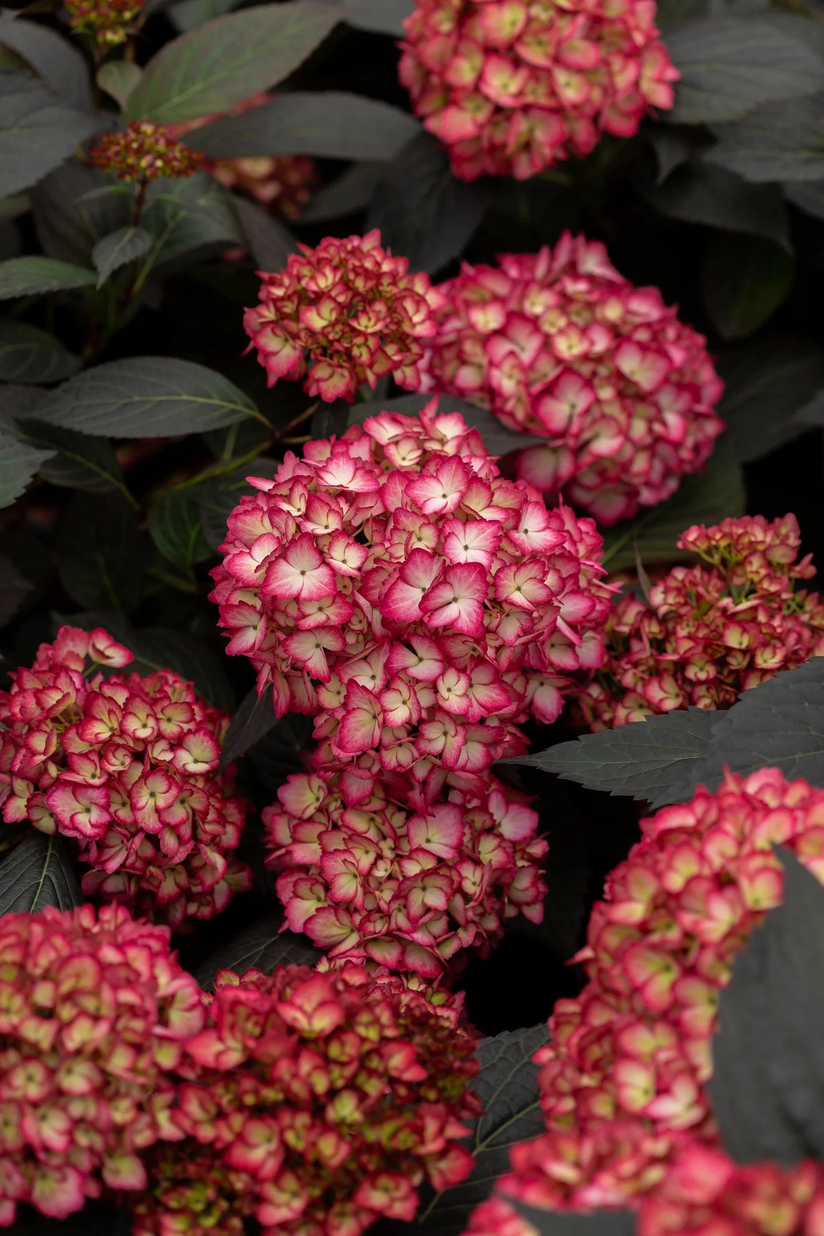 Bigleaf Hydrangea K1439