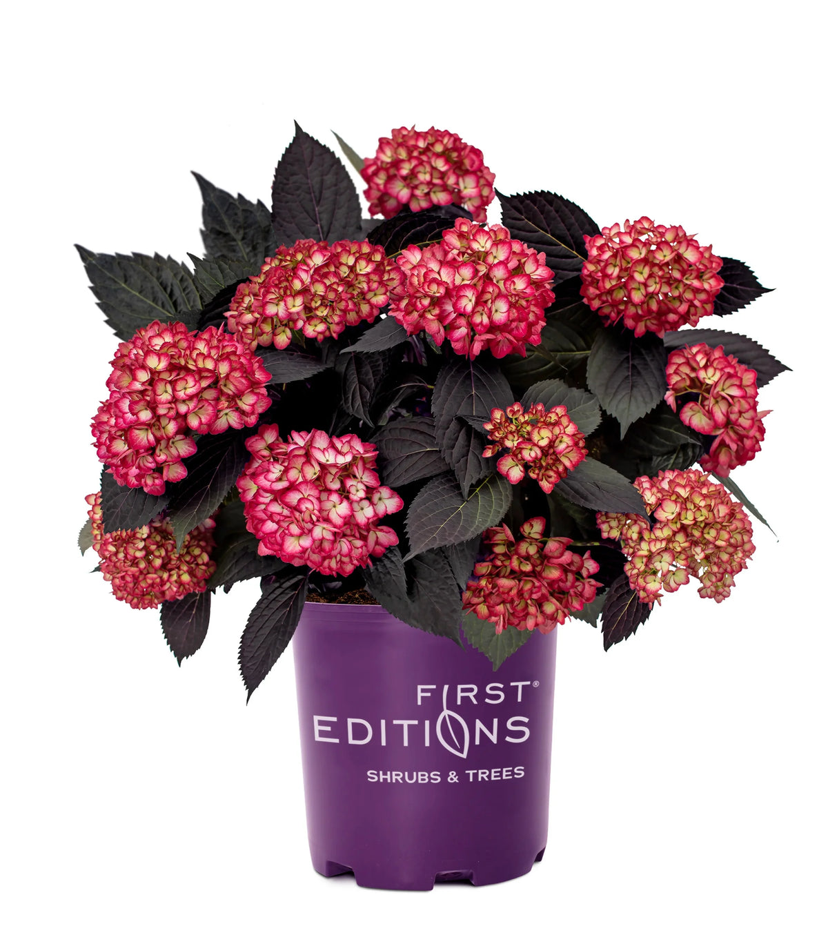 Bigleaf Hydrangea K1439