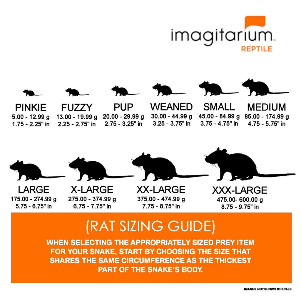 Small Pet Rat J5851