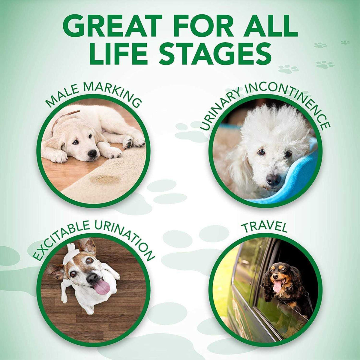 Disposable Male Dog Wraps Y105