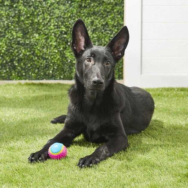 Sensory Ball Dog Toy U237