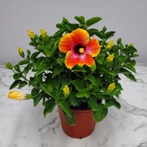22" to 26" Hibiscus Bush Plant B109734